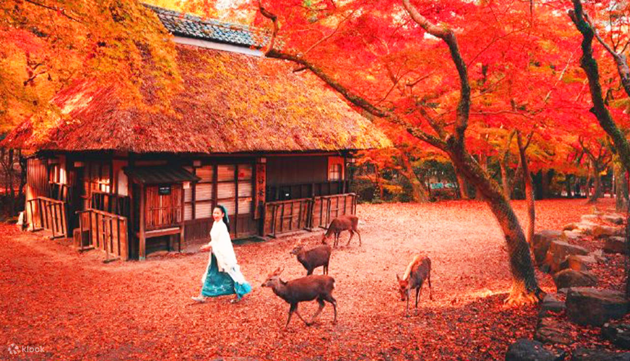cherry-blossom-season-limited-one-day-tour-to-nara-park-uji-saho